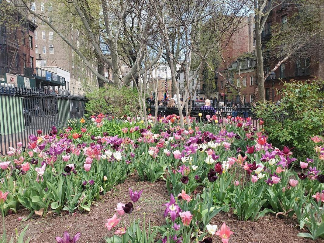 Pink, purple and white tulips blooming in a park