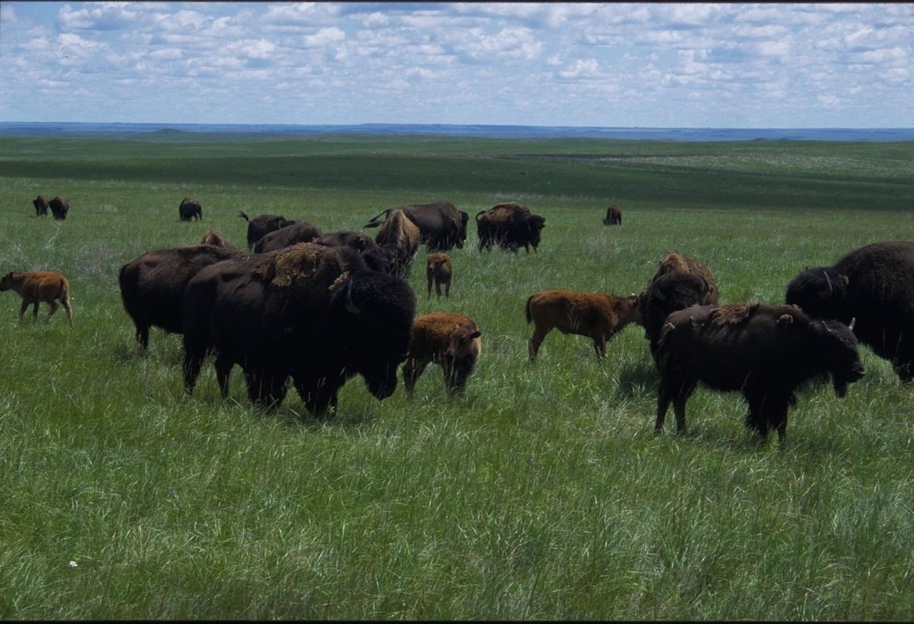 These shaggy buffalo graze in the Lakota Tribal Park, an immense section of grasslands on the eastern side of the Cheyenne River Indian Reservation.