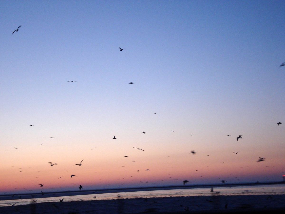 Birds off the coast of Lake Erie take flight at sunset on a clear day.